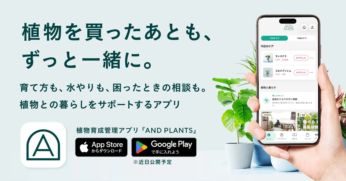 アンドプランツ・アンドフラワー｜観葉植物・お花の通販