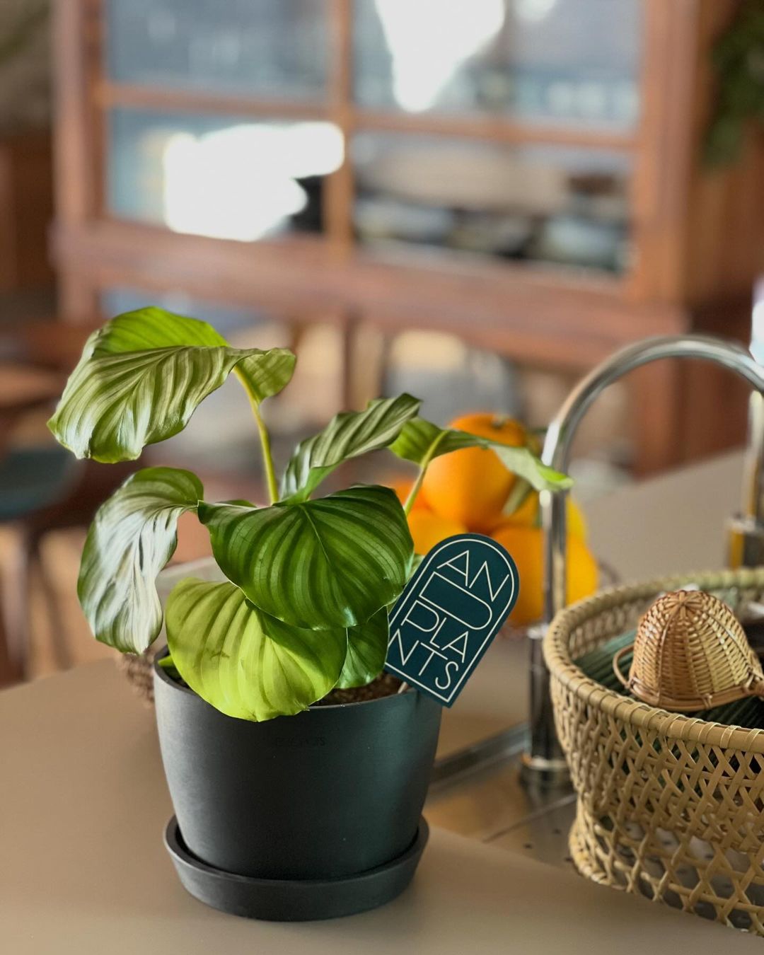 カラテア | 観葉植物の通販 AND PLANTS (アンドプランツ)