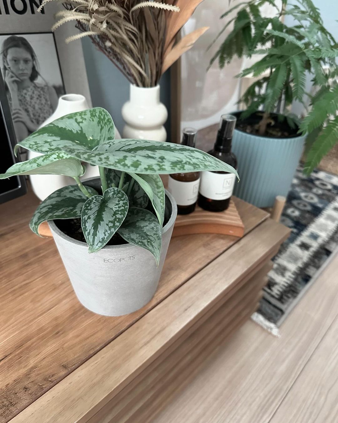 スキンダプサス | 観葉植物の通販 AND PLANTS (アンドプランツ)