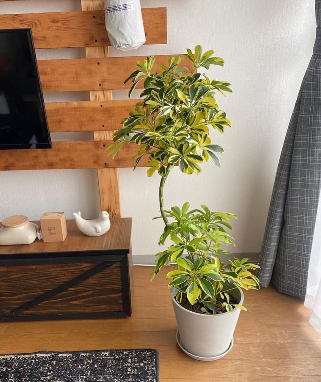 シェフレラ・ハッピーイエロー | 観葉植物の通販 AND PLANTS (アンド
