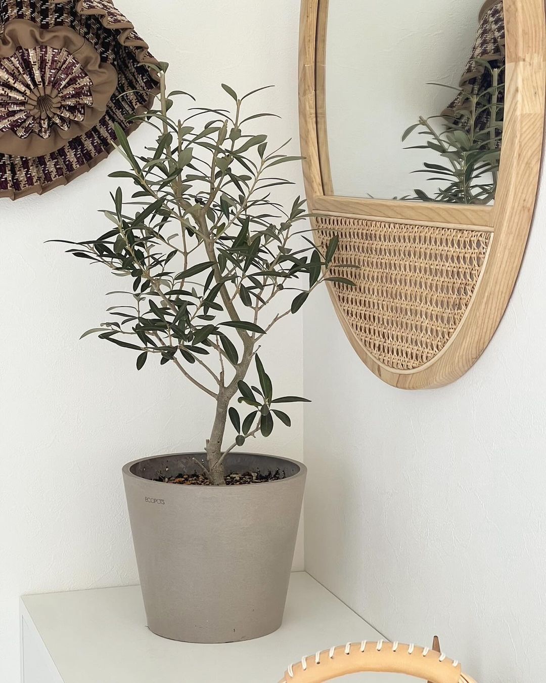 オリーブ・チプレッシーノ | 観葉植物の通販 AND PLANTS (アンドプランツ)