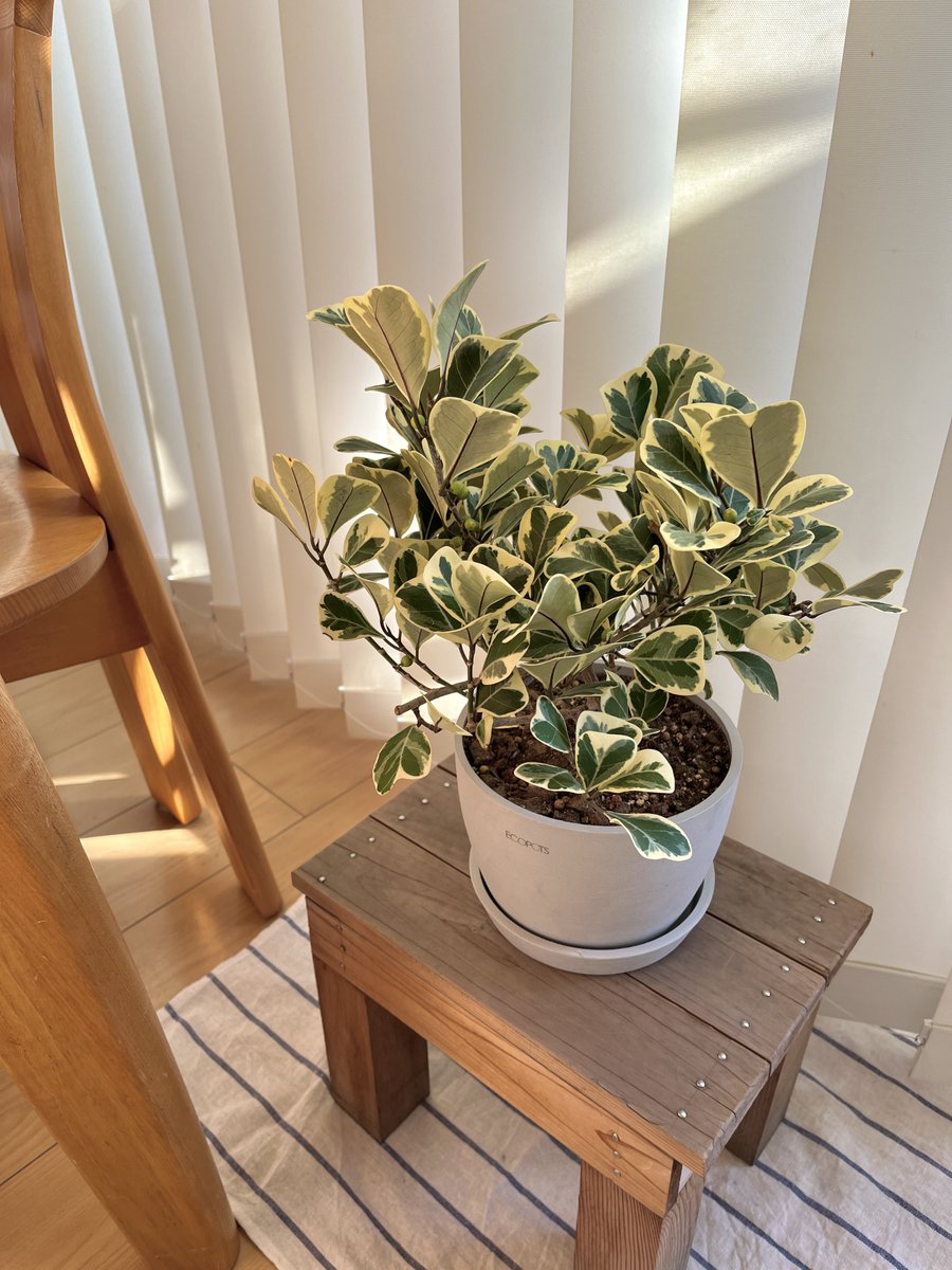 フィカス・スイートハート | 観葉植物の通販 AND PLANTS (アンドプランツ)