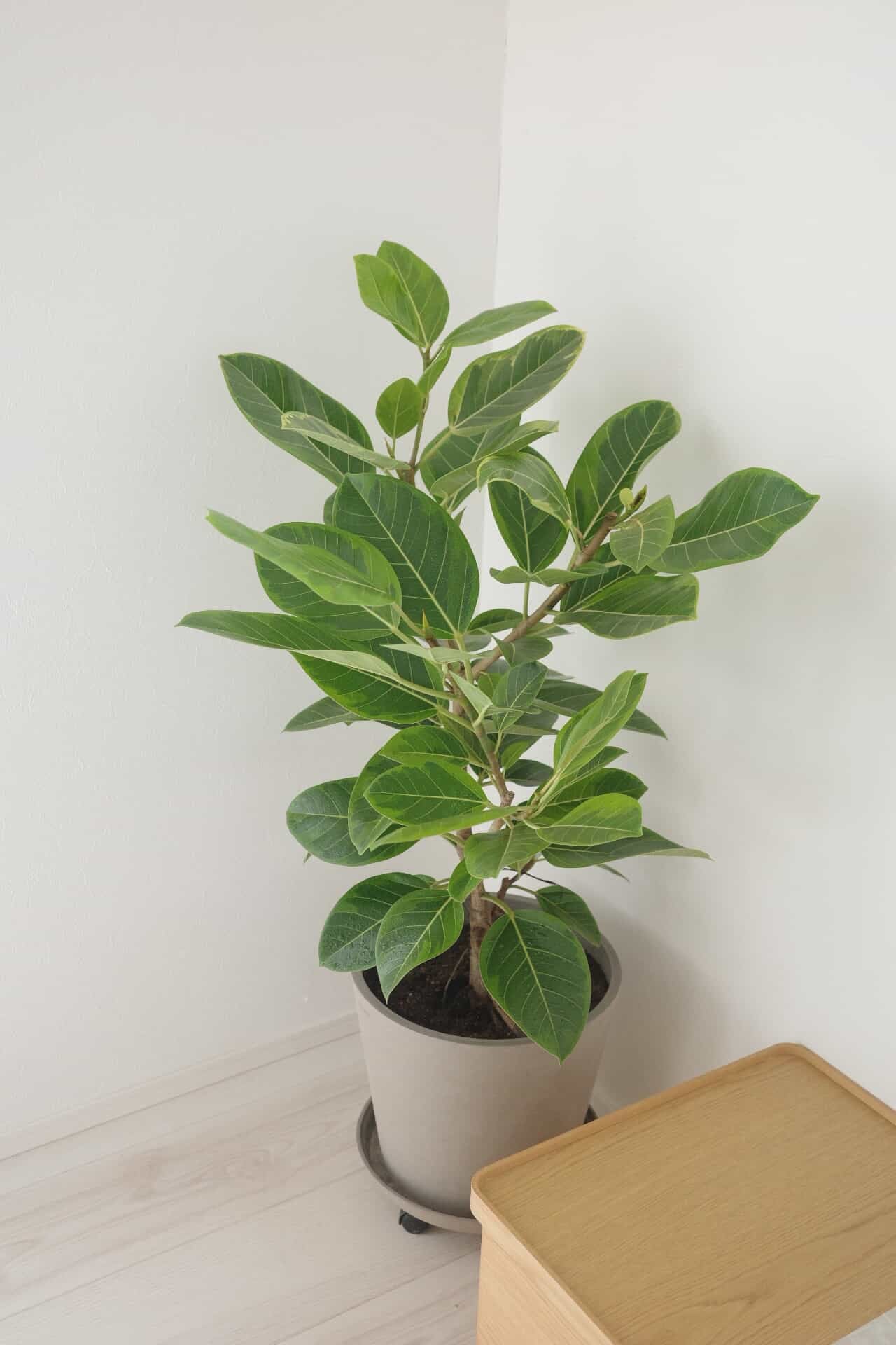 フィカス・アルテシマ | 観葉植物の通販 AND PLANTS (アンドプランツ)