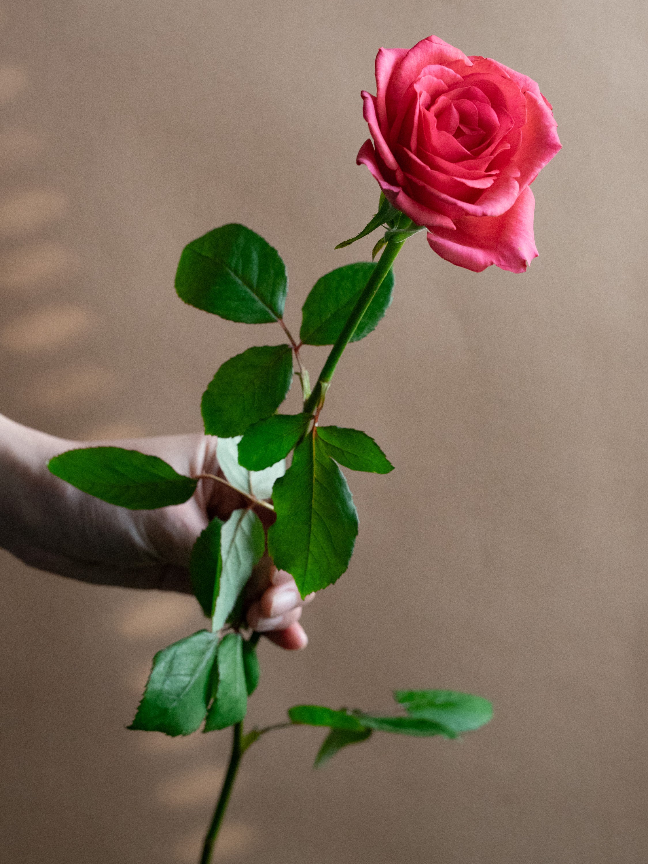 バラ ピンク品種おまかせ 10本 | 観葉植物・お花の通販 AND PLANTS 