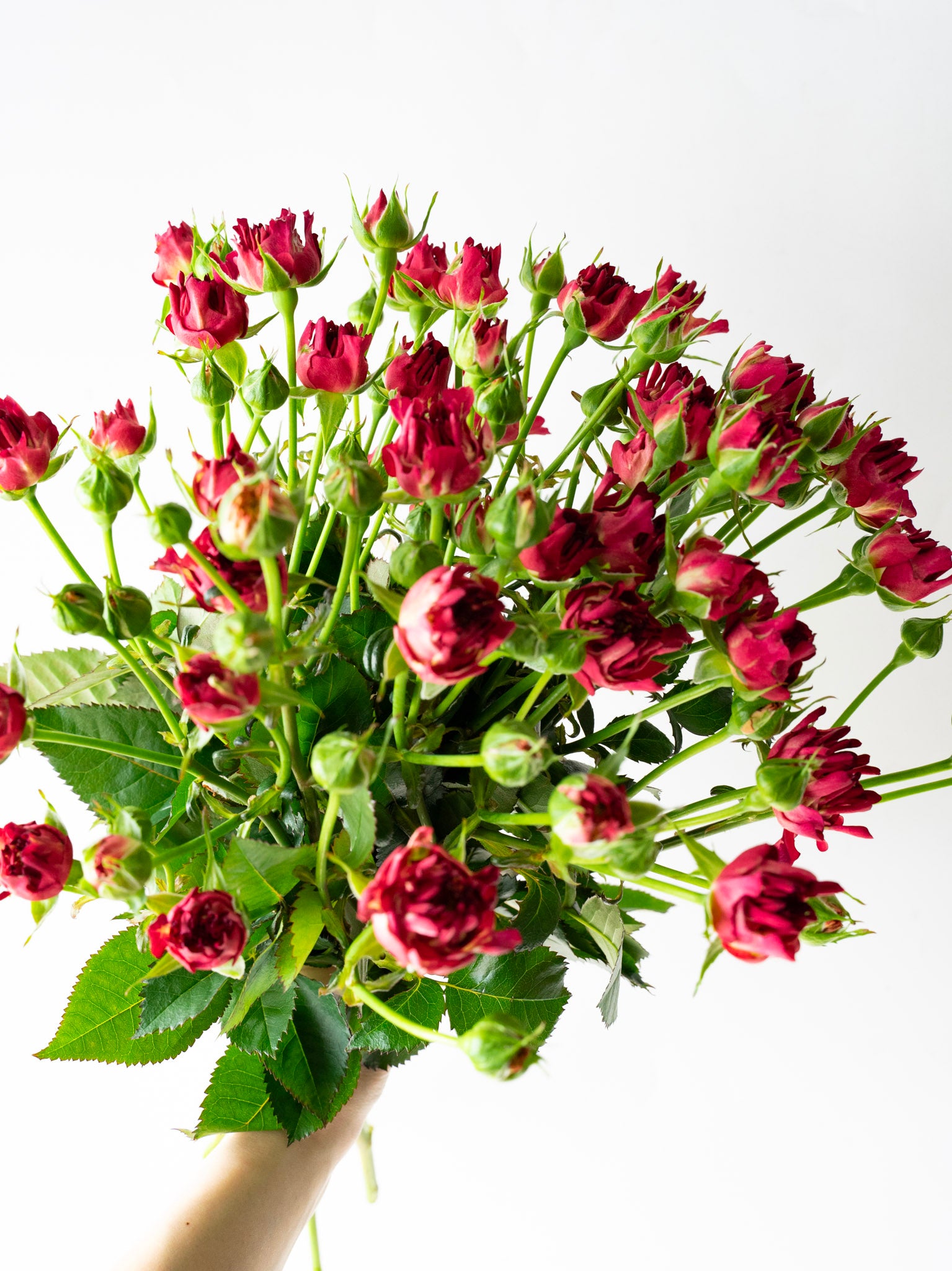 【3/13〜3/15到着】スプレーバラ 紅華美 7本