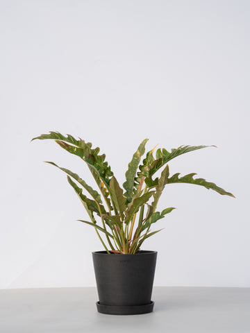 【一点もの】フィロデンドロン・リングオブファイヤー S #6