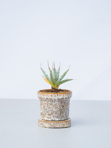 【一点もの】アガベ・ユタエンシス　エボリスピナ Table-S