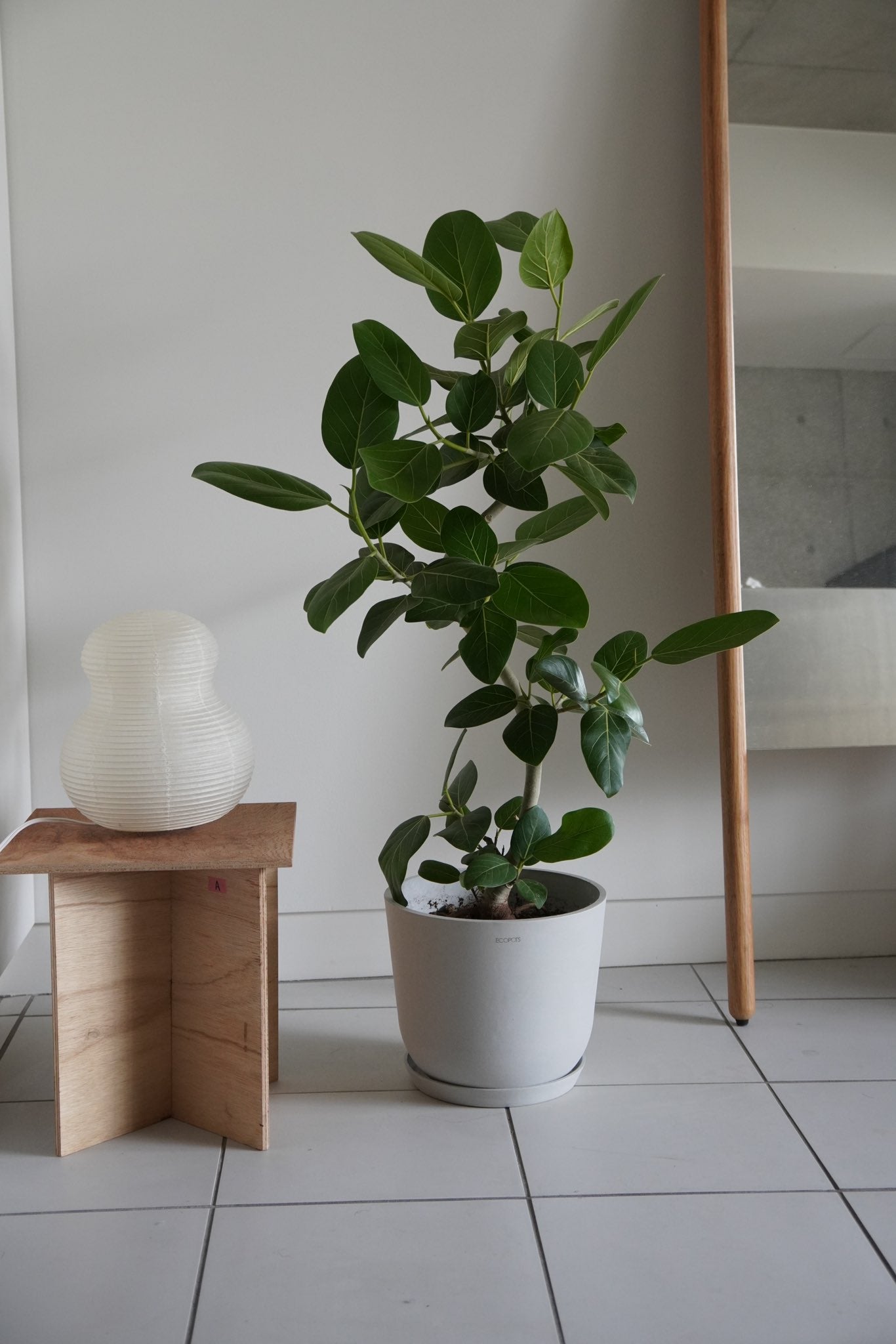 フィカス・ベンガレンシス | 観葉植物の通販 AND PLANTS (アンドプランツ)