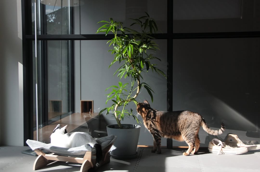 シェフレラ・アンガスティフォリア | 観葉植物の通販 AND PLANTS