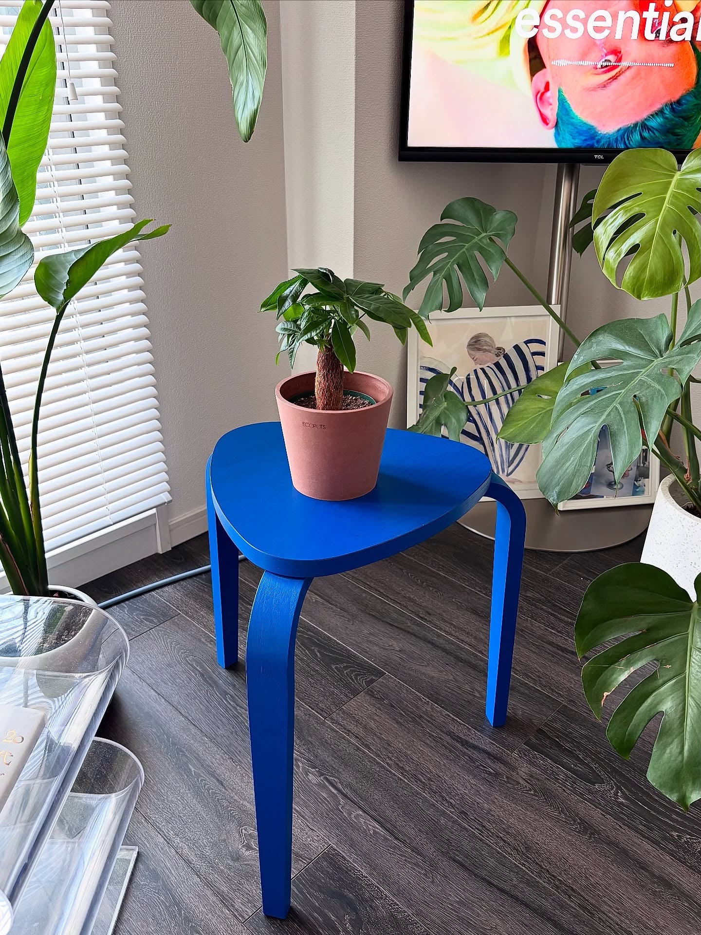 パキラ| 観葉植物の通販 AND PLANTS (アンドプランツ)