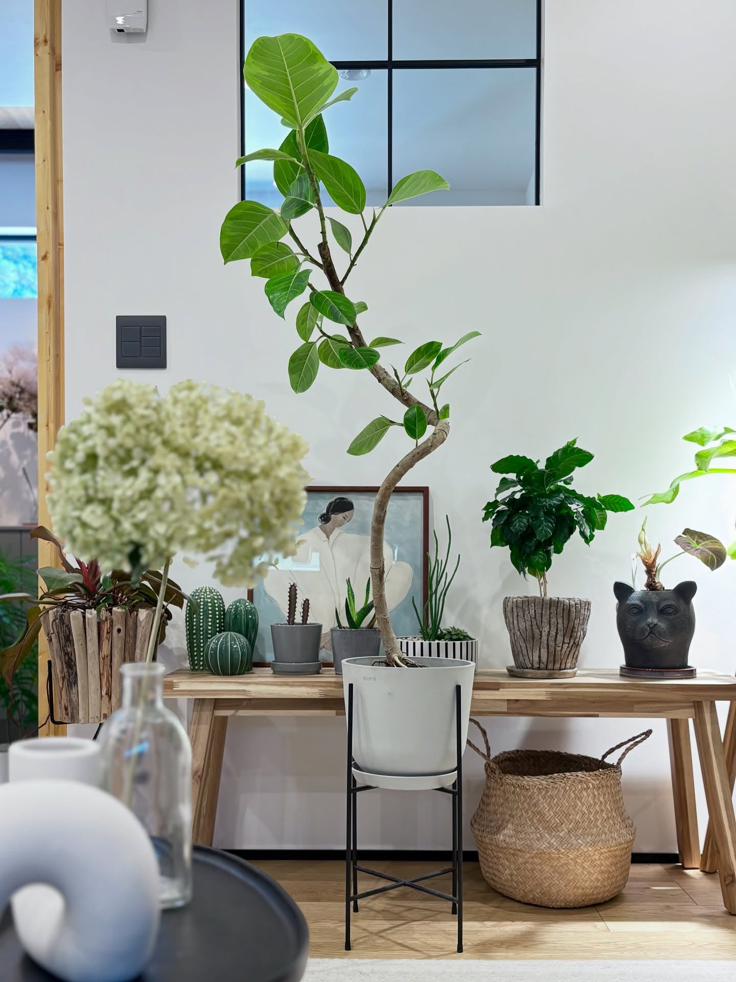 フィカス・アルテシマ | 観葉植物の通販 AND PLANTS (アンドプランツ)