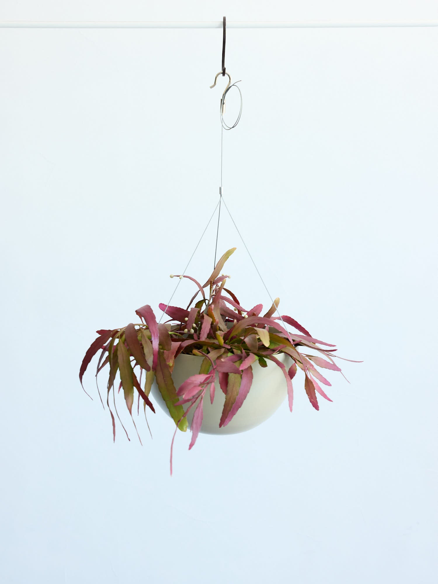 リプサリス | 観葉植物の通販 AND PLANTS (アンドプランツ)