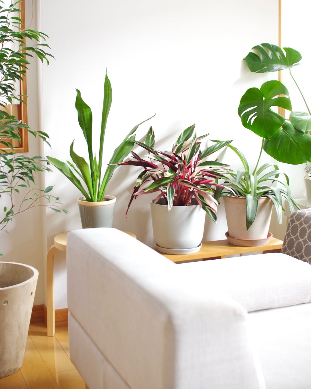 ストロマンテ・トリオスター | 観葉植物の通販 AND PLANTS (アンド