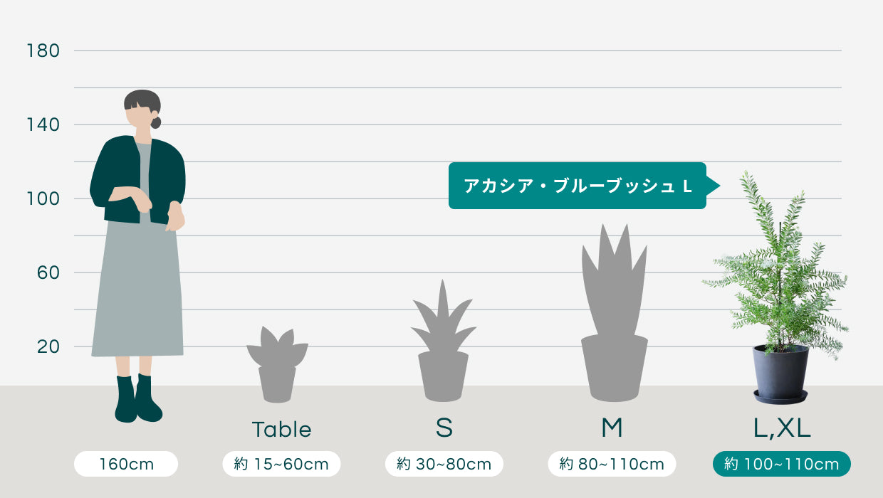 アカシア・ブルーブッシュ L | 観葉植物の通販 AND PLANTS (アンド