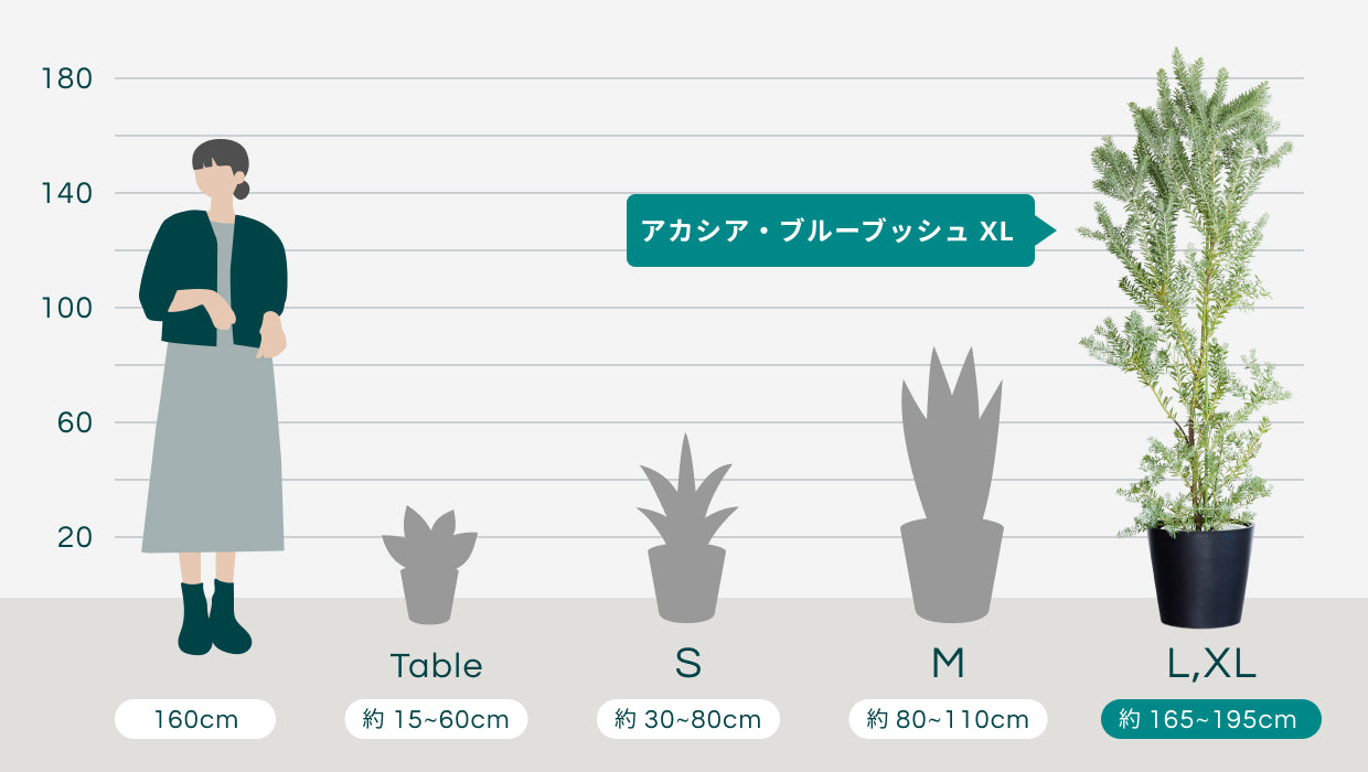 アカシア・ブルーブッシュ XL 【首都圏限定】 | 観葉植物の通販 AND