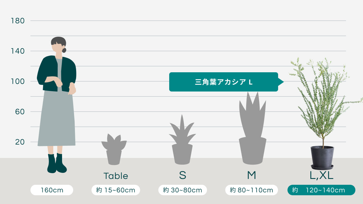 三角葉アカシア L | 観葉植物の通販 AND PLANTS (アンドプランツ)