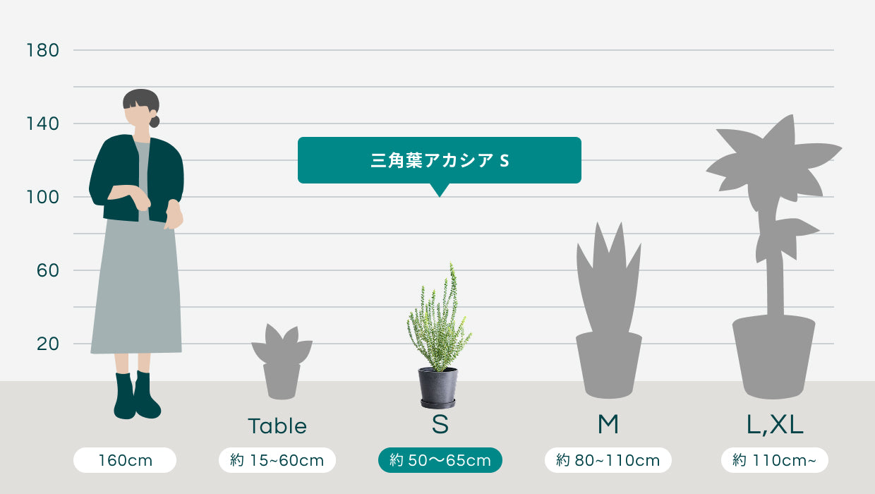 三角葉アカシア S | 観葉植物の通販 AND PLANTS (アンドプランツ)