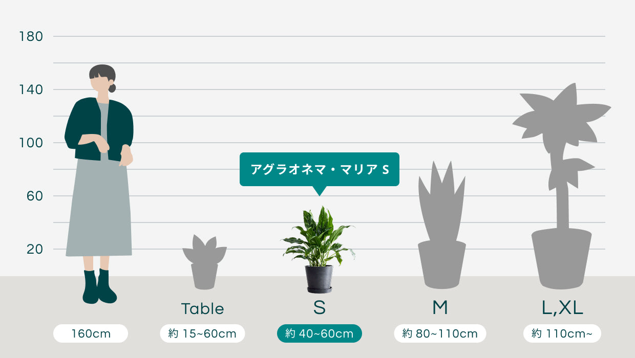 アグラオネマ・マリア S | 観葉植物の通販 AND PLANTS (アンドプランツ)