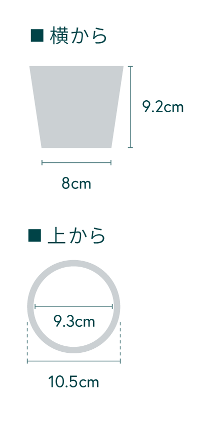 ザミア・フロリダーナ Table-S