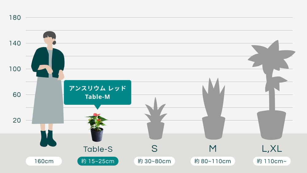 アンスリウム レッド Table-M　のサイズ
