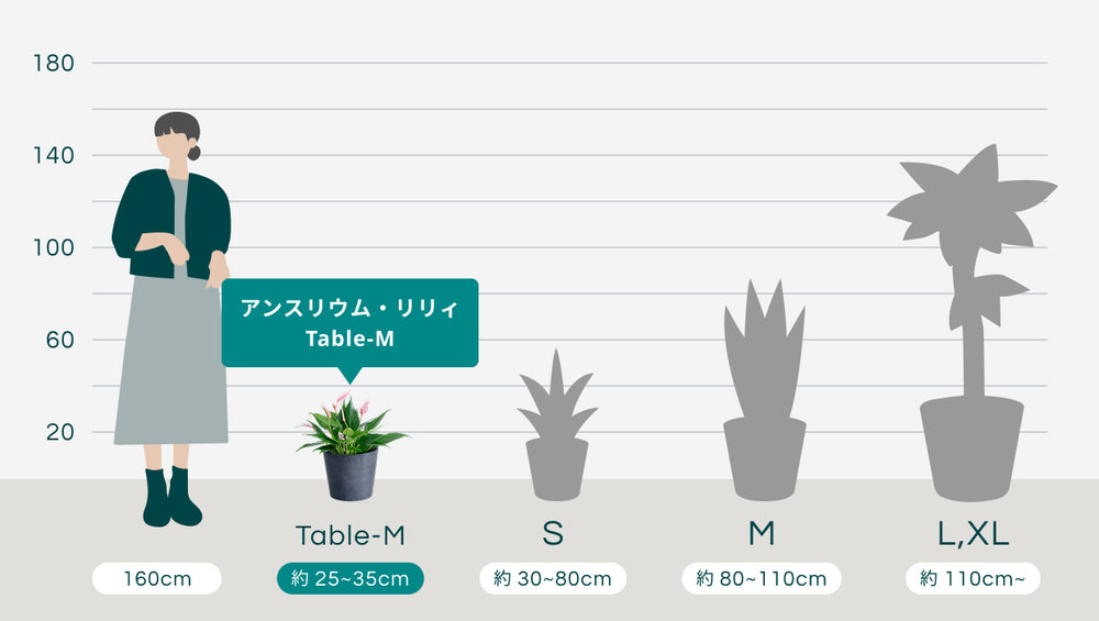 アンスリウム・リリィ Table-Mのサイズ