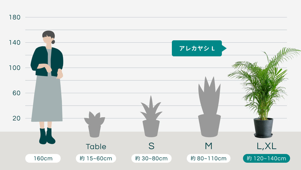 アレカヤシ Lのサイズ