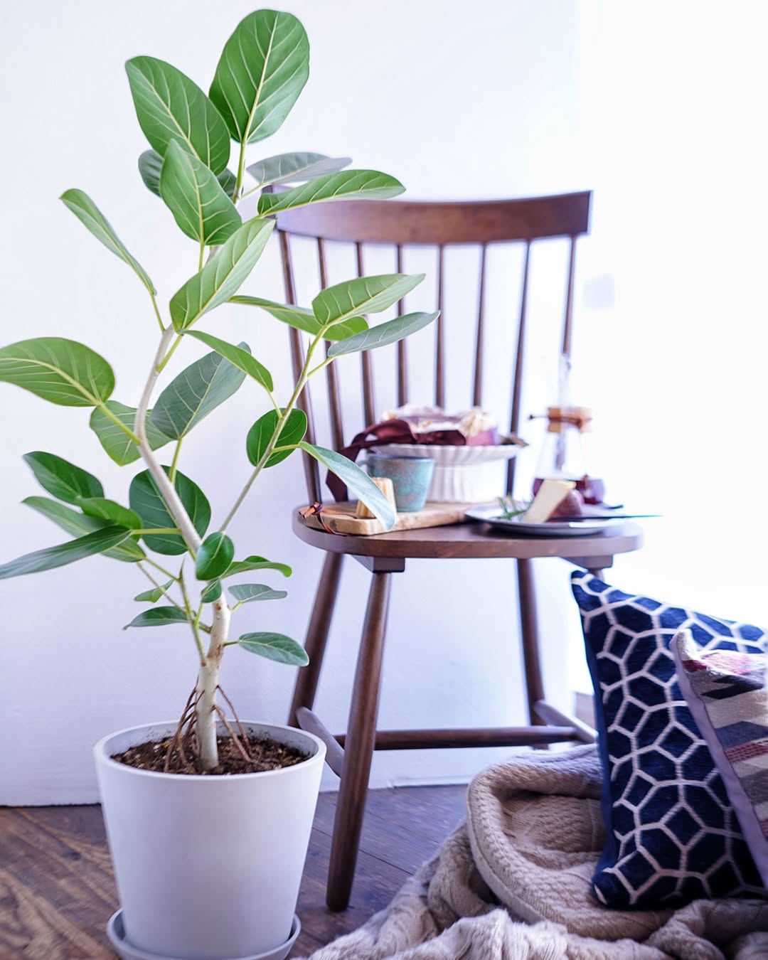 フィカス・ベンガレンシス | 観葉植物の通販 AND PLANTS (アンドプランツ)