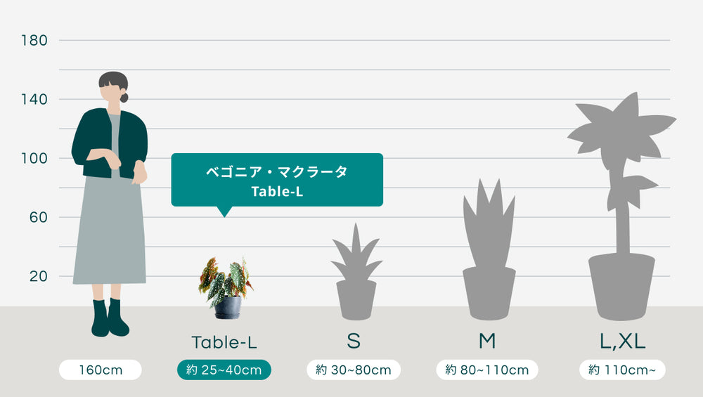 ベゴニア・マクラータ Table-Lのサイズ