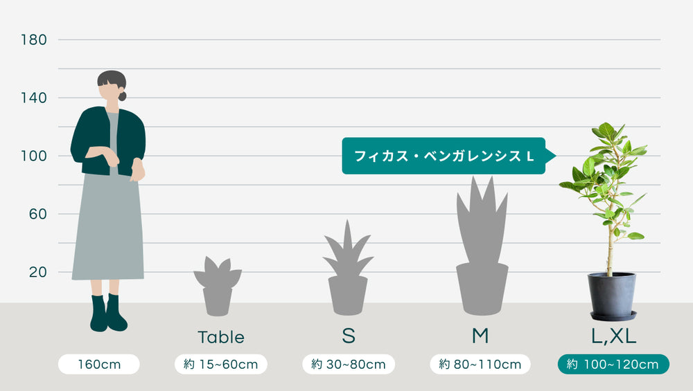 フィカス・ベンガレンシス Lのサイズ