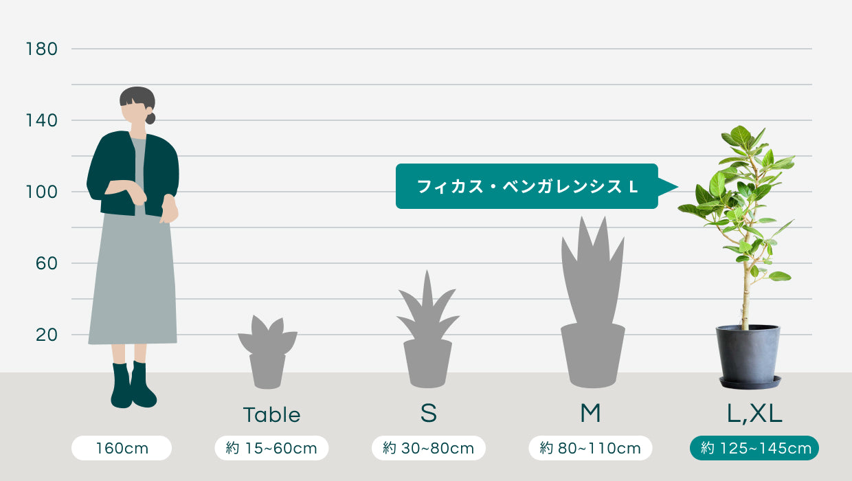 フィカス・ベンガレンシス L | 観葉植物の通販 AND PLANTS (アンド