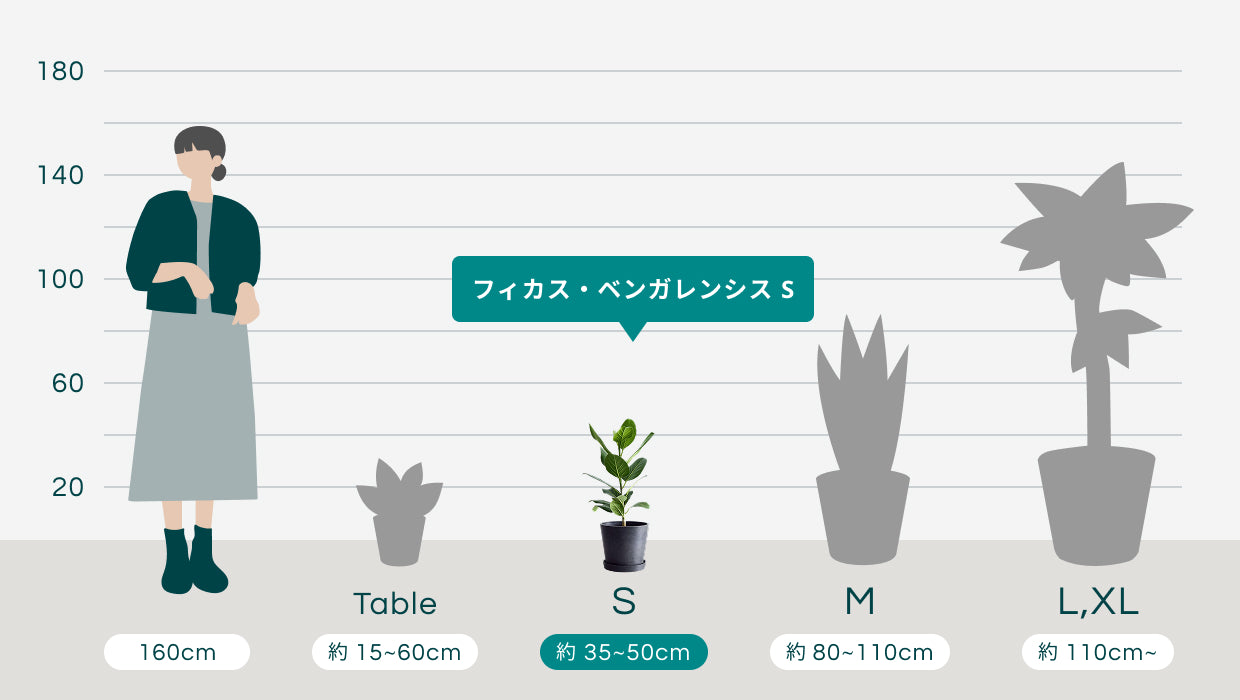 フィカス・ベンガレンシス S | 観葉植物の通販 AND PLANTS (アンド