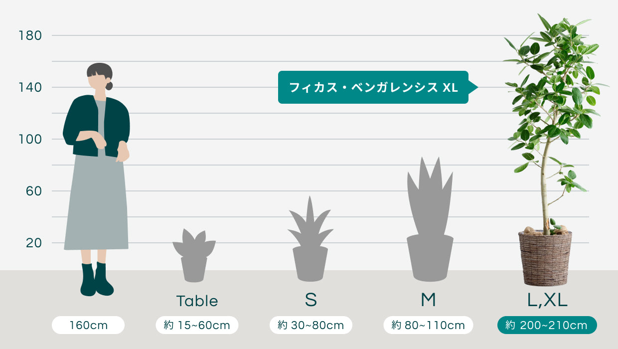 ラッドウィンプス 観葉植物　ベンガレンシス　高さ２００センチ 配達可 観葉植物 フィカス ベンガレンシス 8号 曲り ラスターポット 付き