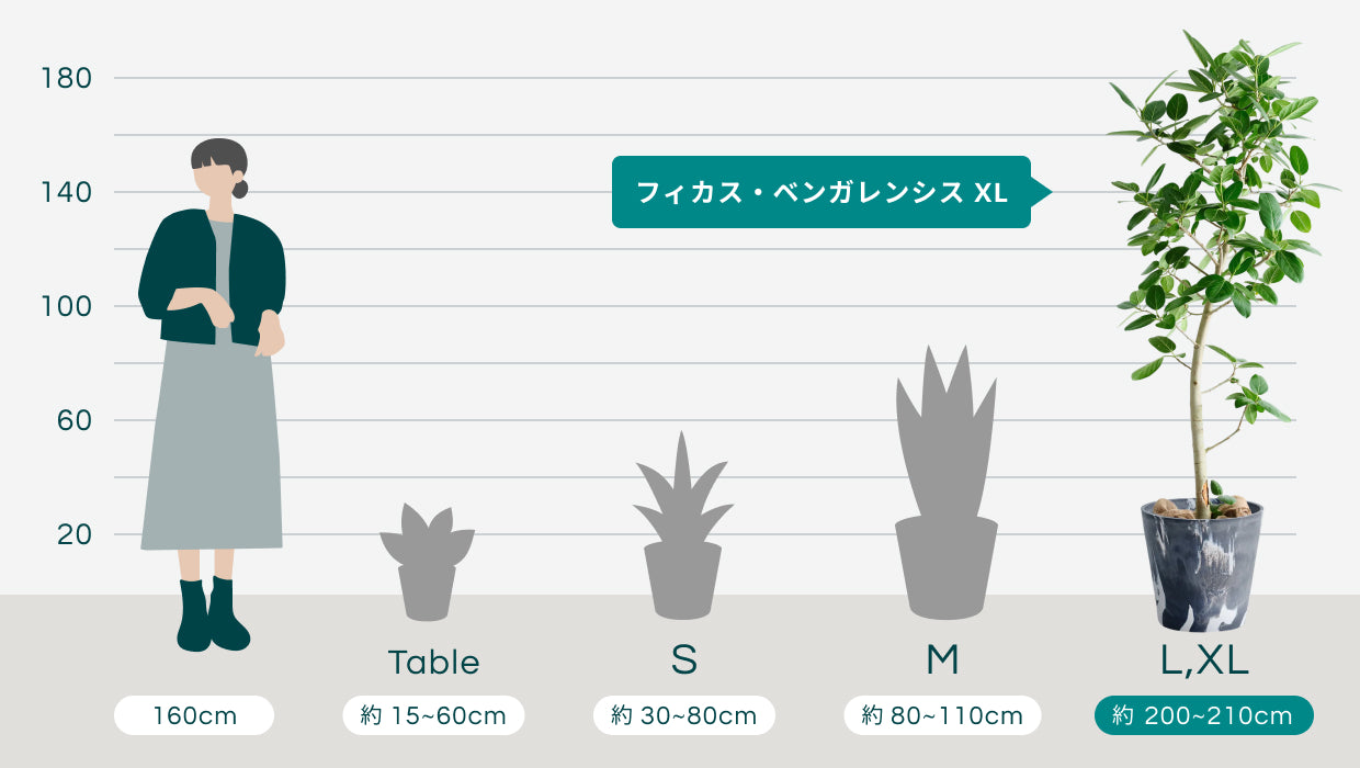 【東京都23区配送無料】定価　8万　観葉植物　鉢付　フィカス　特大　190cm フィカス・ベンガレンシス XL 【首都圏限定】(樹脂ポット ブラック