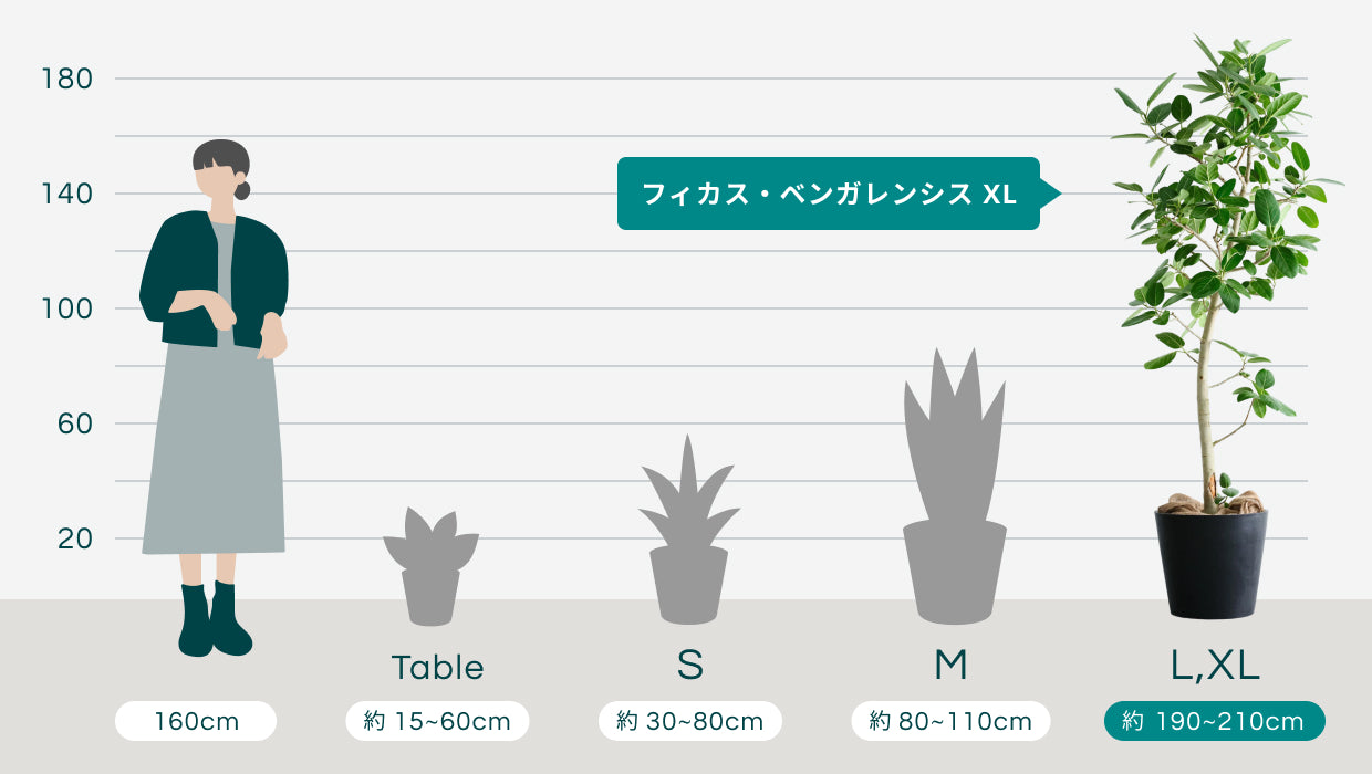 フィカス・ベンガレンシス XL 【首都圏限定】 | 観葉植物の通販 AND