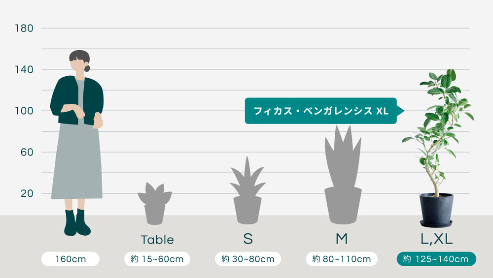 フィカス・ベンガレンシス まがり Lのサイズ