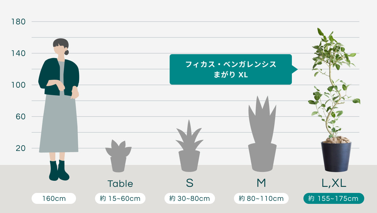 フィカス・ベンガレンシス まがり XL 【首都圏限定】 | 観葉植物の通販