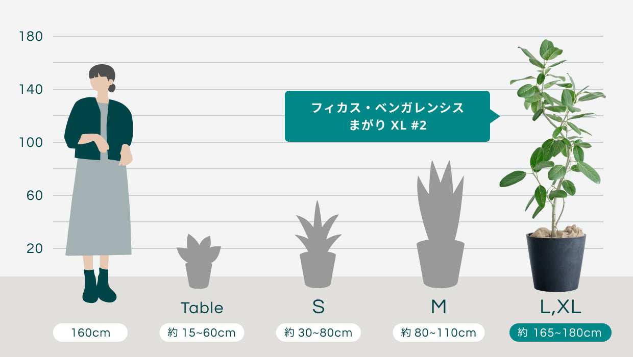 フィカス・ベンガレンシス まがり XL #2 | 観葉植物の通販 AND PLANTS