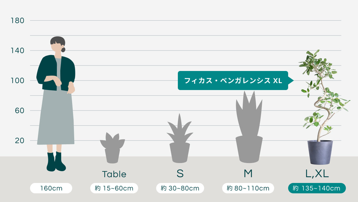 フィカス・ベンガレンシス まがり L 〈沖縄産〉 | 観葉植物の通販 AND