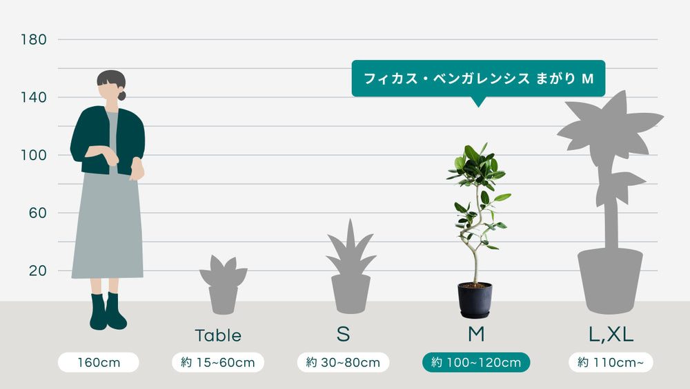 フィカス・ベンガレンシス まがり M〈沖縄産 〉のサイズ