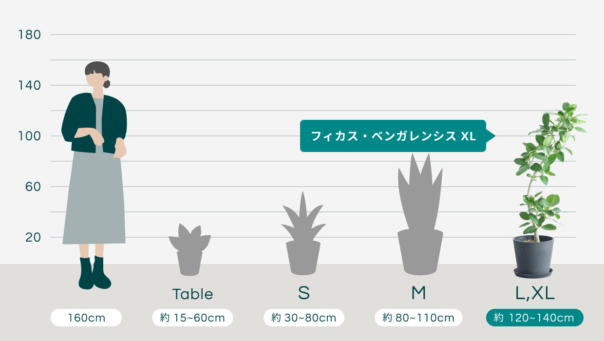 フィカス・ベンガレンシス カーブ L | 観葉植物の通販 AND PLANTS