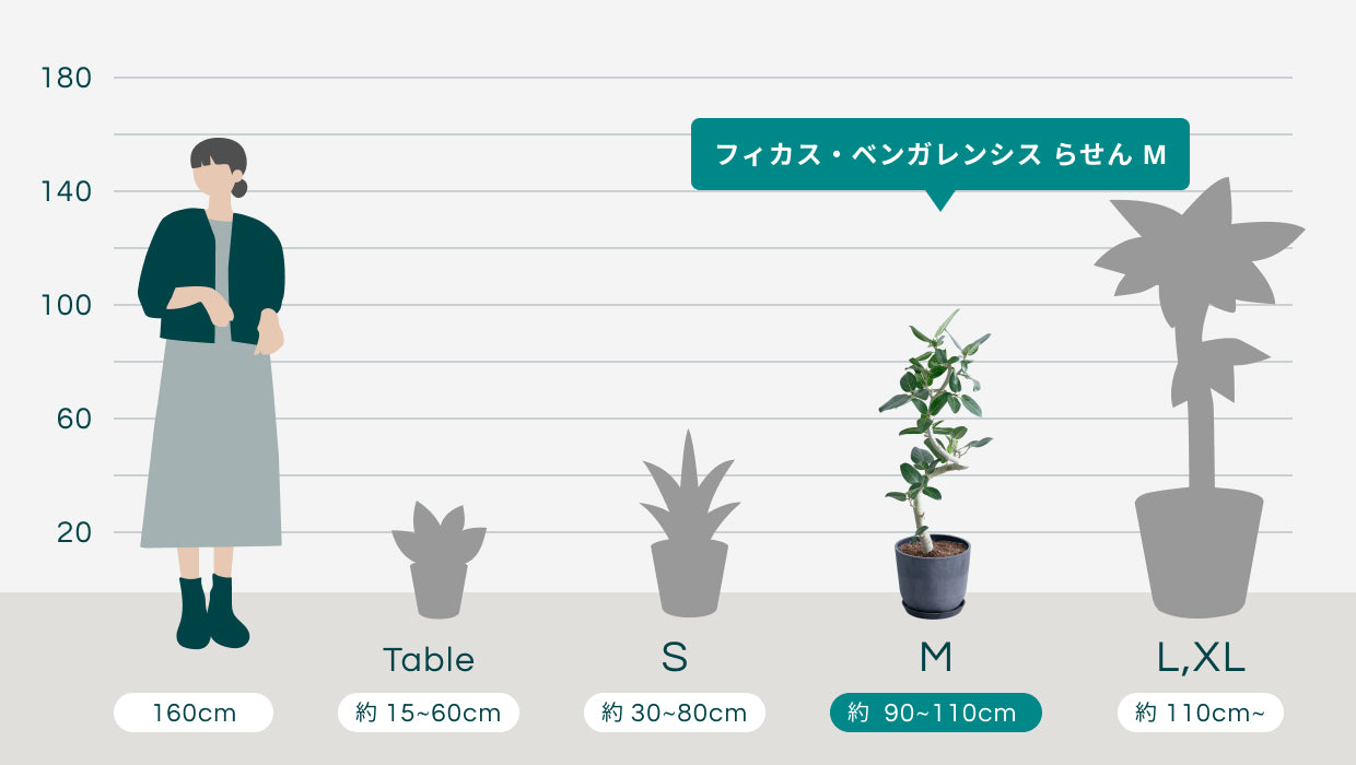 フィカス・ベンガレンシス らせん M | 観葉植物の通販 AND PLANTS