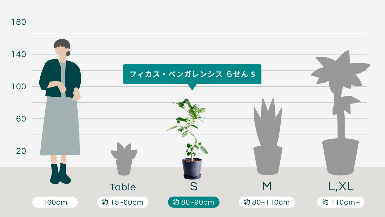 フィカス・ベンガレンシス S | 観葉植物の通販 AND PLANTS (アンド