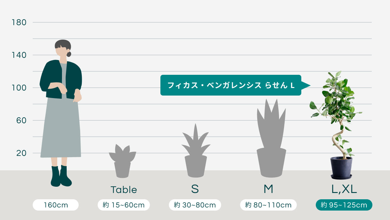 フィカス・ベンガレンシス まがり L 〈沖縄産〉 | 観葉植物の通販 AND