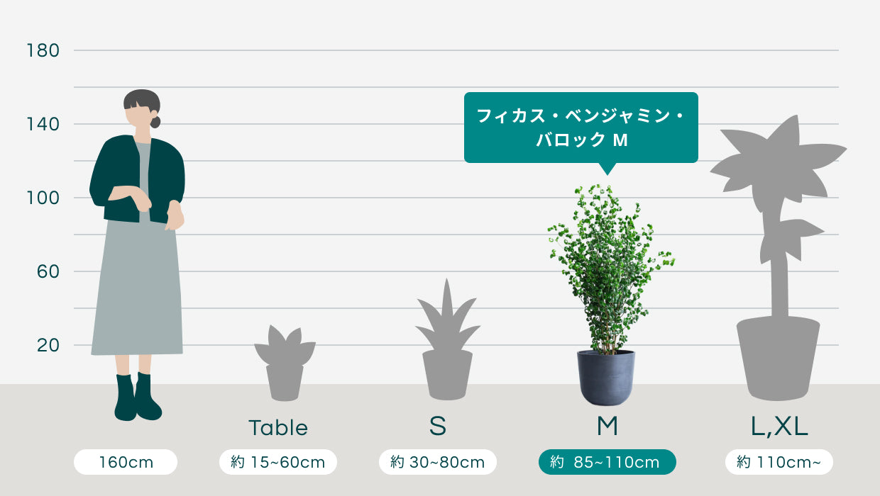 【直接引取限定】ベンジャミン・バロック 大株（高さ約2m・1本立ち） 直接引取限定】ベンジャミン・バロック 大株（高さ約2m・1本立ち