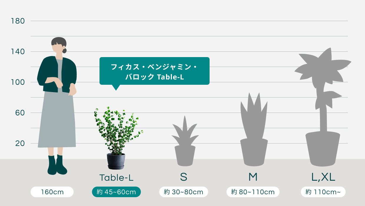 フィカス・ベンジャミン・バロック Table-L | 観葉植物の通販 AND
