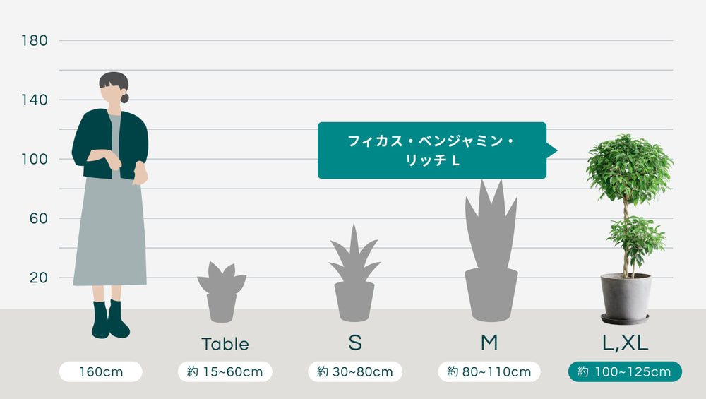 フィカス・ベンジャミン・リッチ L  　のサイズ