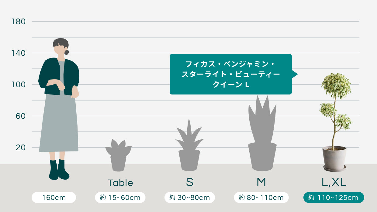登録品種 ビューティークイーン スターライト 【限定品】ベンジャミン 観葉植物 L フィカス・ベンジャミン・スターライト・ビューティークイーン フィカス