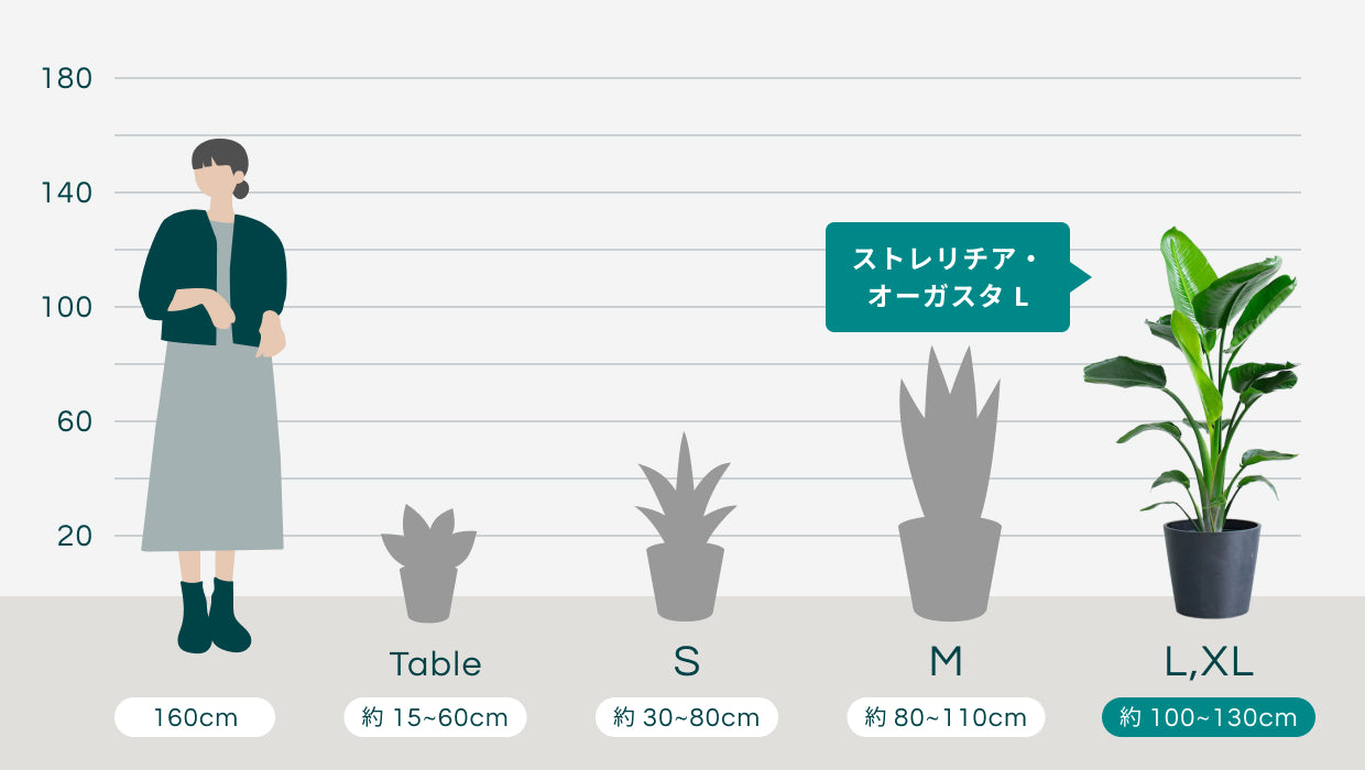 オーガスタ L | 観葉植物の通販 AND PLANTS (アンドプランツ)