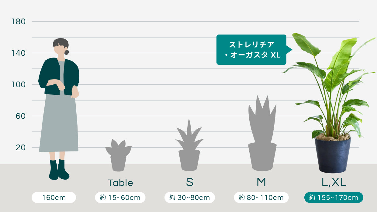 ストレリチア・オーガスタ XL | 観葉植物の通販 AND PLANTS (アンド