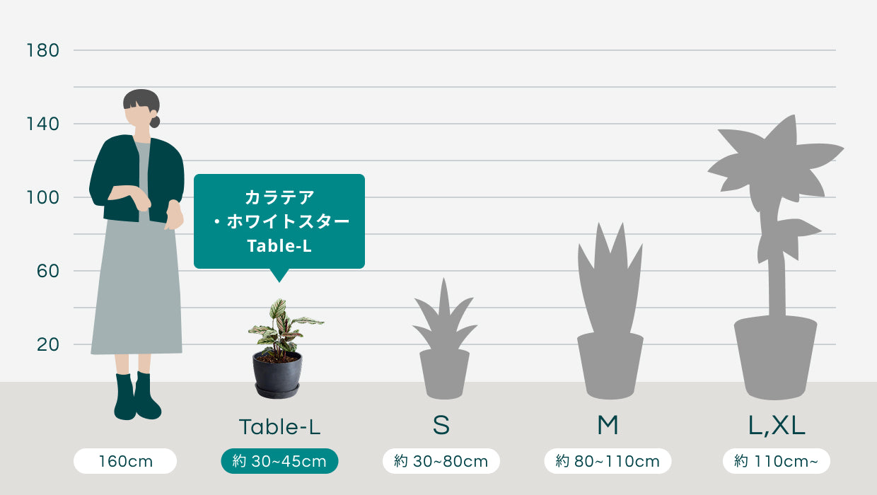 カラテア・ホワイトスター Table-L | 観葉植物の通販 AND PLANTS